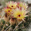 Notocactus submammulosus