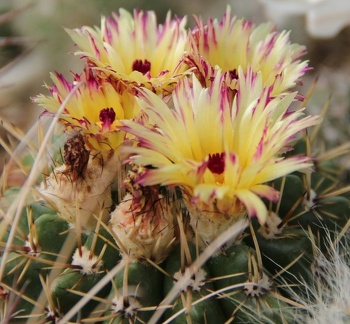 Notocactus submammulosus