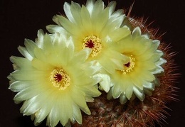 Ph Notocactus schlosseri VitNat