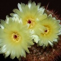 Ph Notocactus schlosseri VitNat