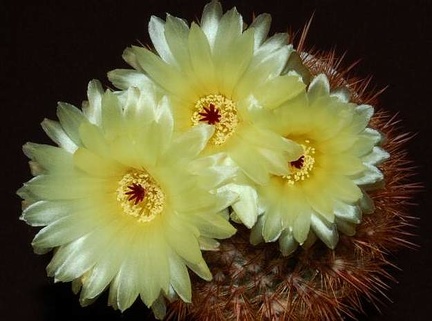 Ph Notocactus schlosseri VitNat