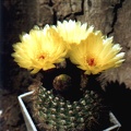 Notocactus apricus