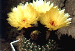 Notocactus apricus