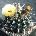 Notocactus submammulosus