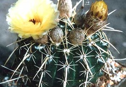 Notocactus submammulosus