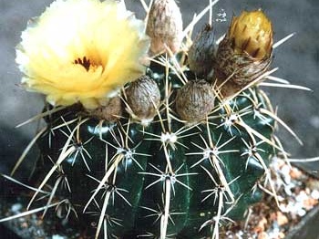 Notocactus submammulosus