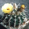 notocactus_aoricomus_v_velenovskii.jpg
