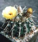 Notocactus submammulosus