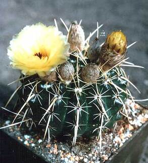 Notocactus submammulosus