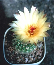 Notocactus apricus