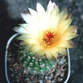 Notocactus apricus