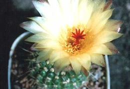 Notocactus apricus