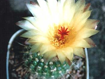 Notocactus apricus