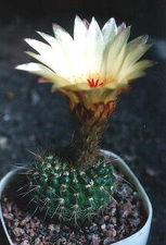 notocactus apricus2