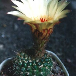 Notocactus