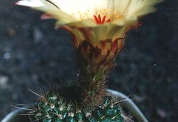 notocactus apricus2