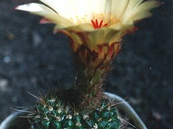 notocactus apricus2