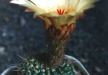 notocactus apricus2 (2025 відвідувань) notocactus apricus2