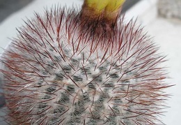 notocactus scopa Ann FG