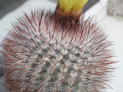 notocactus scopa Ann FG