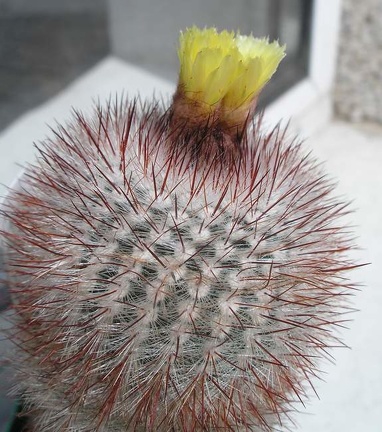 notocactus scopa Ann FG