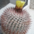 notocactus scopa Ann FG
