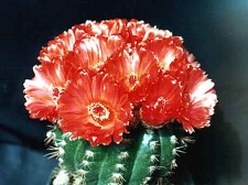 Notocactus ottonis v. venclusianus