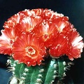 Notocactus ottonis v. venclusianus