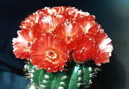Notocactus ottonis v. venclusianus