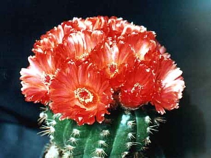 Notocactus ottonis v. venclusianus