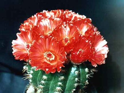 Notocactus ottonis v. venclusianus