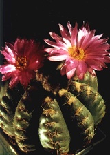 Notocactus uebelmannianus