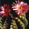 Notocactus uebelmannianus
