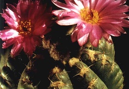 Notocactus uebelmannianus