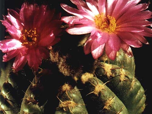 Notocactus uebelmannianus
