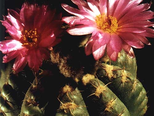 Notocactus uebelmannianus