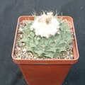 Obregonia denegri