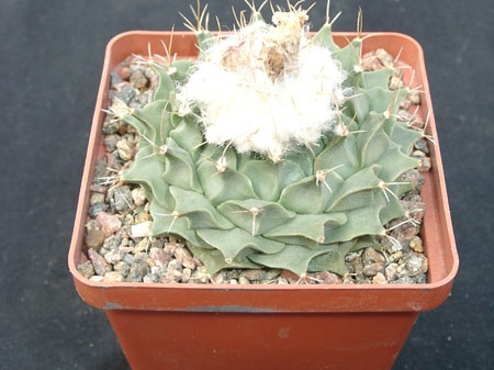 Obregonia denegri