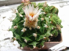 Obregonia denegrii 001