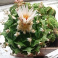 Obregonia denegrii 001