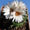 Obregonia denegrii 002