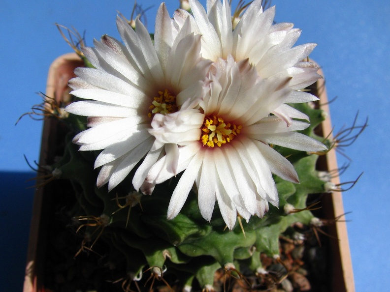 Obregonia denegrii 002