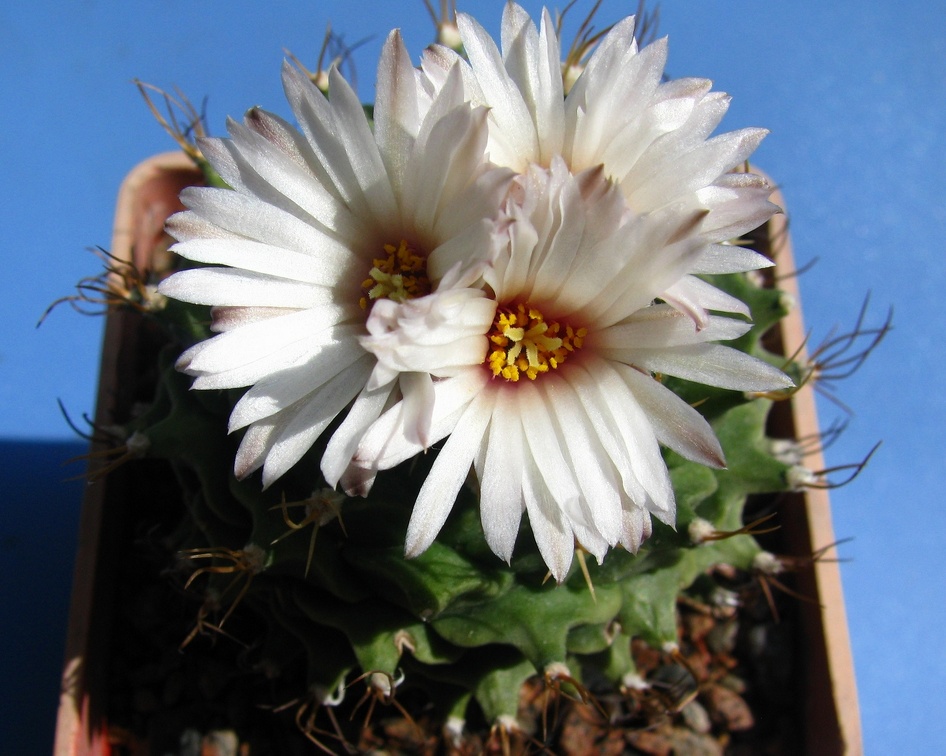 Obregonia denegrii 002