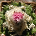 Obregonia denegrii 003