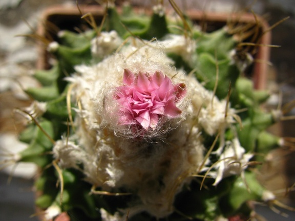 Obregonia denegrii 003