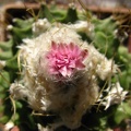 Obregonia_denegrii_003.JPG