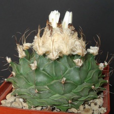 Obregonia denegrii Smeyko FG