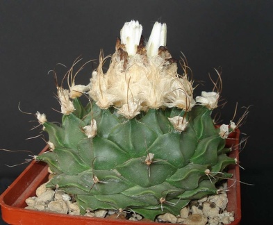 Obregonia denegrii Smeyko FG