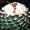 Obregonia denegrii