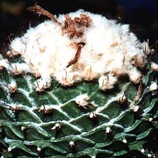 Obregonia denegrii
